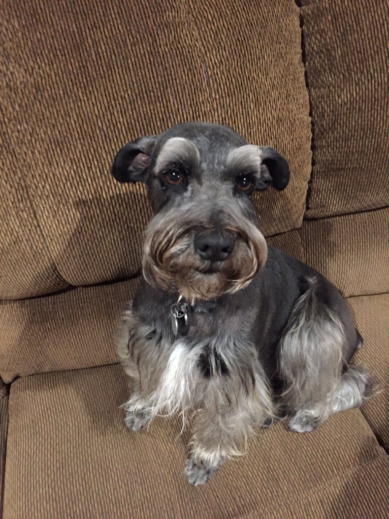 Zola, a Miniature Schnauzer and Border Collie mix tested with EmbarkVet.com