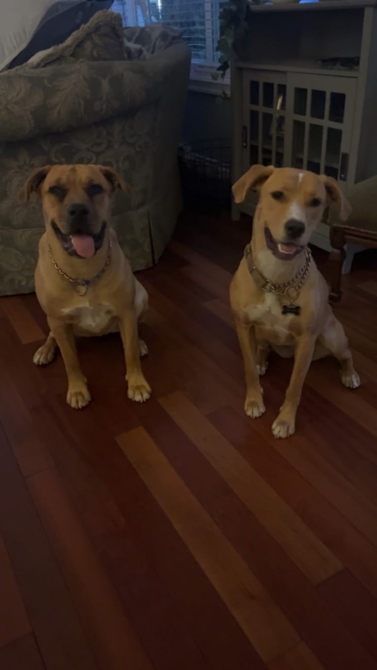 Her name is Sage, an American Bulldog and Labrador Retriever mix tested with EmbarkVet.com