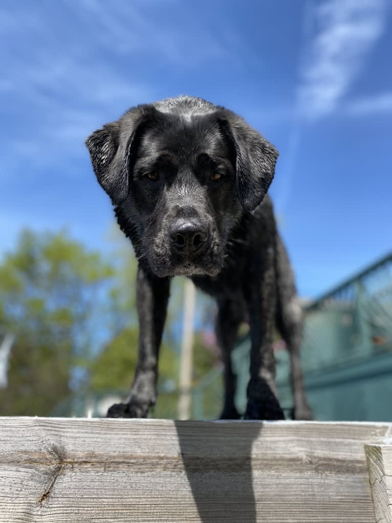 Ula, a Labrador Retriever and Saint Bernard mix tested with EmbarkVet.com