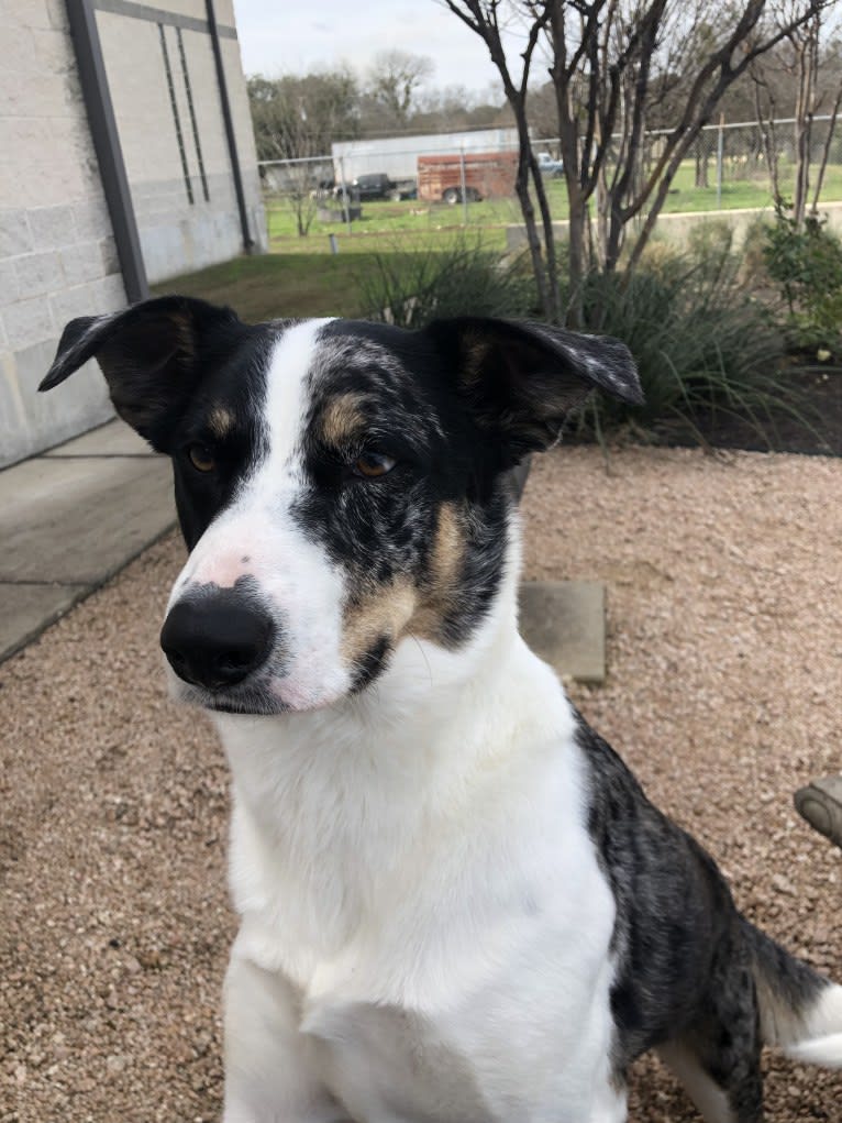 Luther, a Border Collie and Catahoula Leopard Dog mix tested with EmbarkVet.com