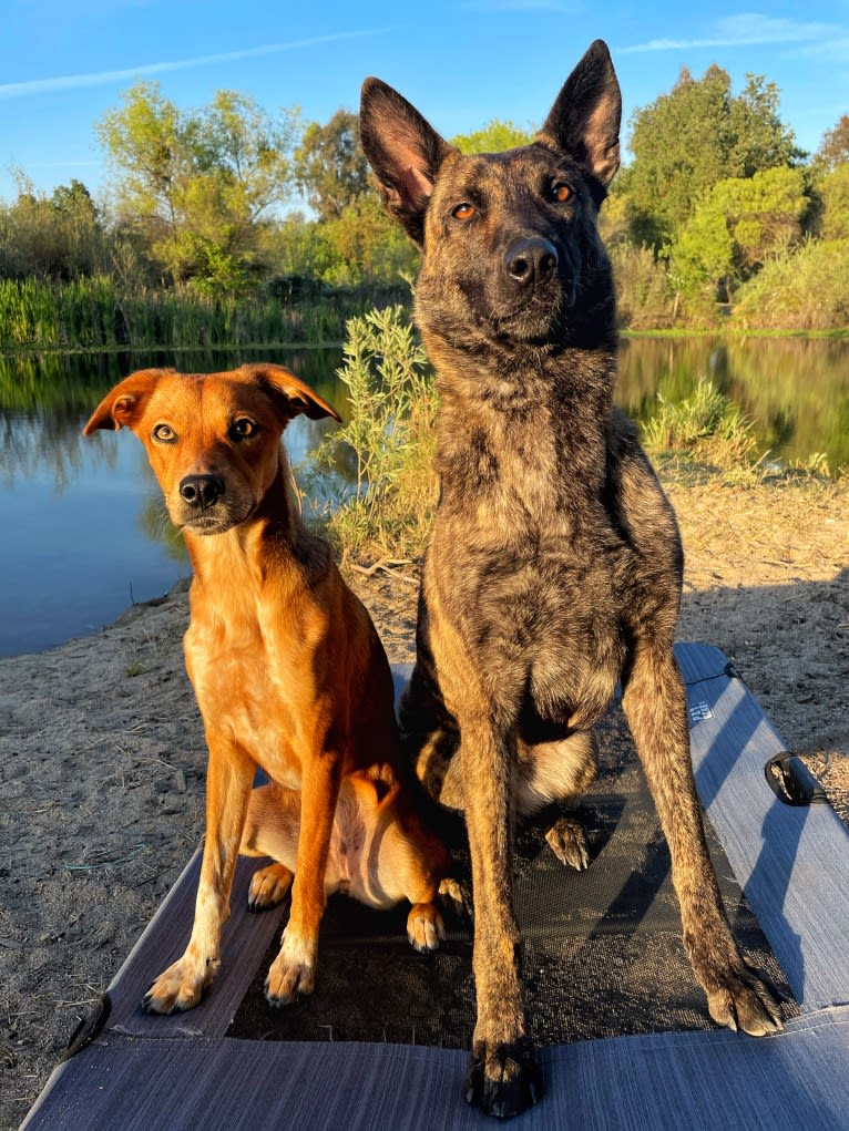 Jinx Van Patriot, a Dutch Shepherd and German Shepherd Dog mix tested with EmbarkVet.com