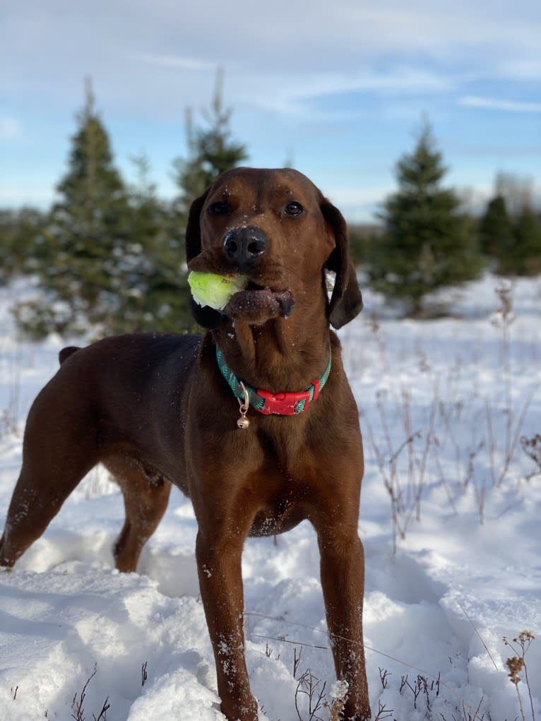 Bristol, a Redbone Coonhound and Rottweiler mix tested with EmbarkVet.com