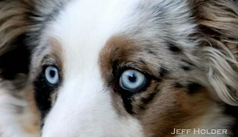 MaizyRose, an Australian Shepherd tested with EmbarkVet.com