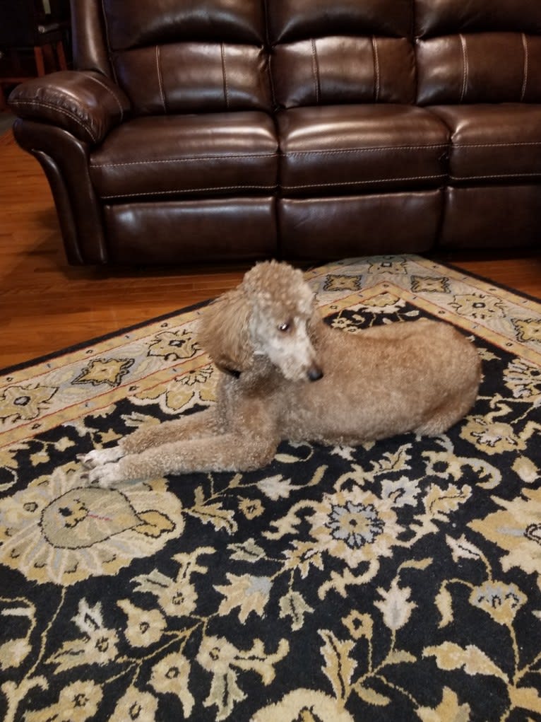 Rouge, a Poodle (Standard) tested with EmbarkVet.com