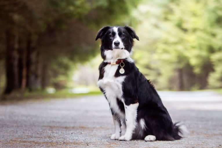 Phénix, a Border Collie and Boxer mix tested with EmbarkVet.com