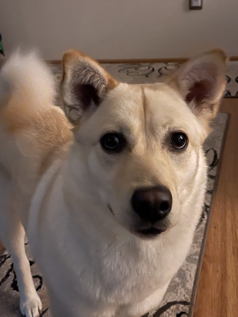 Nala, a Labrador Retriever and Chow Chow mix tested with EmbarkVet.com