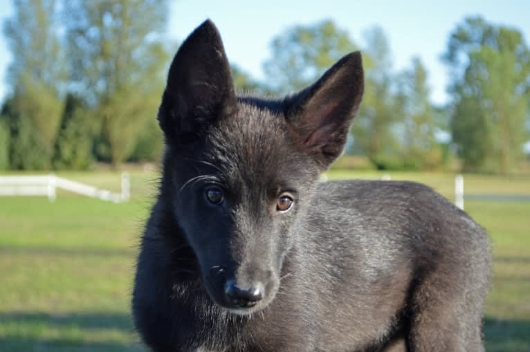 Luka, a Siberian Husky and Belgian Sheepdog mix tested with EmbarkVet.com
