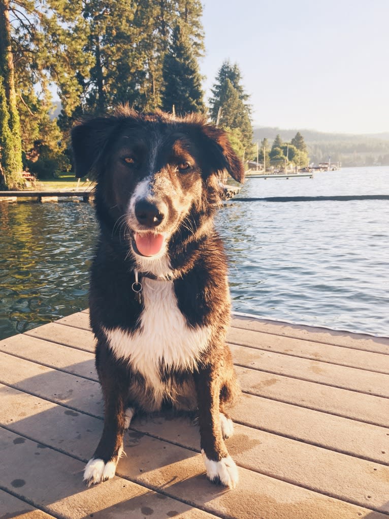 Jane, an English Shepherd tested with EmbarkVet.com