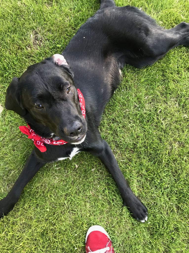 Stout, a Labrador Retriever and American Pit Bull Terrier mix tested with EmbarkVet.com