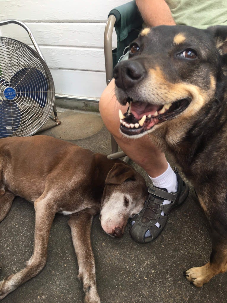 LOLA, an Australian Shepherd and Australian Cattle Dog mix tested with EmbarkVet.com