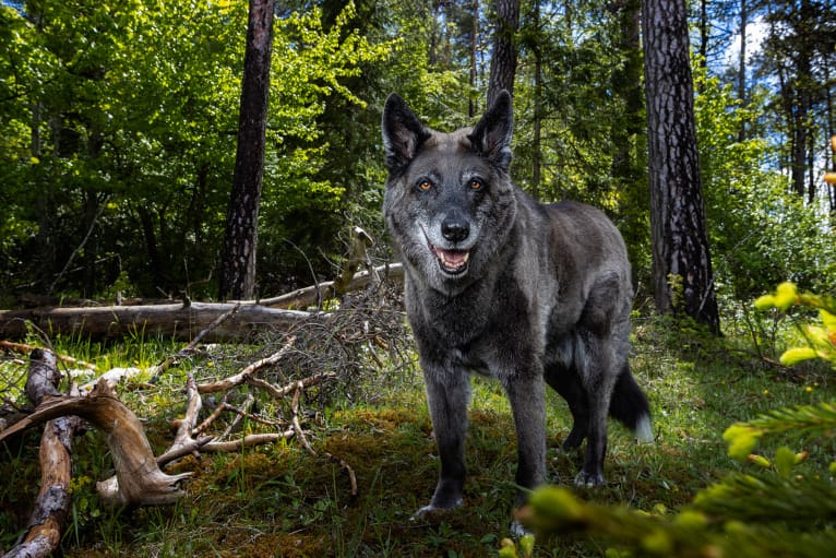 Tanis, an European Village Dog tested with EmbarkVet.com