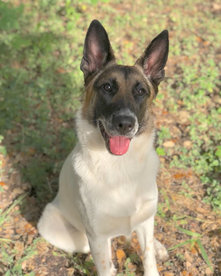 Eris, a German Shepherd Dog and Chow Chow mix tested with EmbarkVet.com