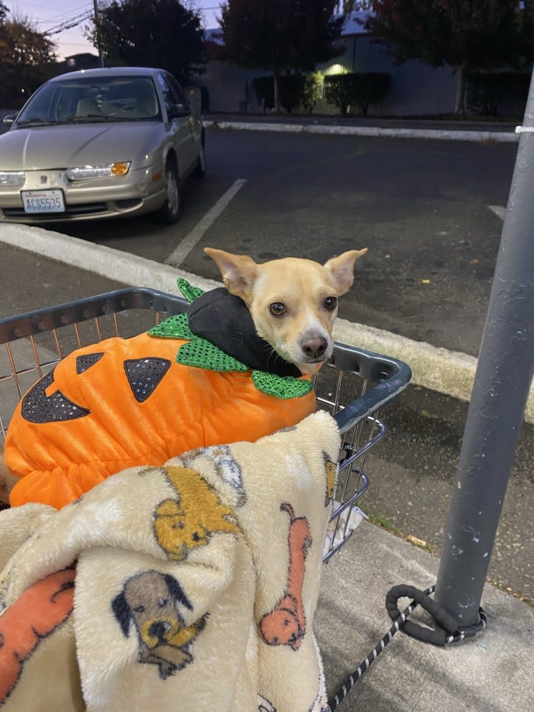 Taco, a Chihuahua and Dachshund mix tested with EmbarkVet.com