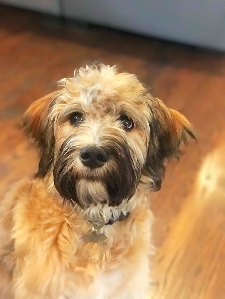 Gunner, a Brittany and Australian Cattle Dog mix tested with EmbarkVet.com