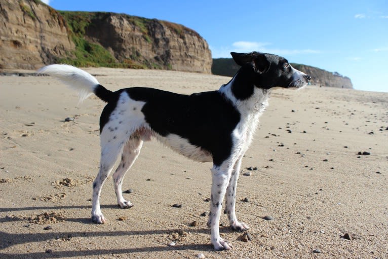 Luca, a Labrador Retriever and Australian Cattle Dog mix tested with EmbarkVet.com