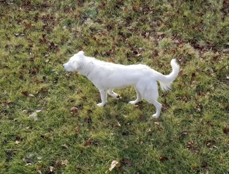 Sebastian, a Great Pyrenees and Great Dane mix tested with EmbarkVet.com