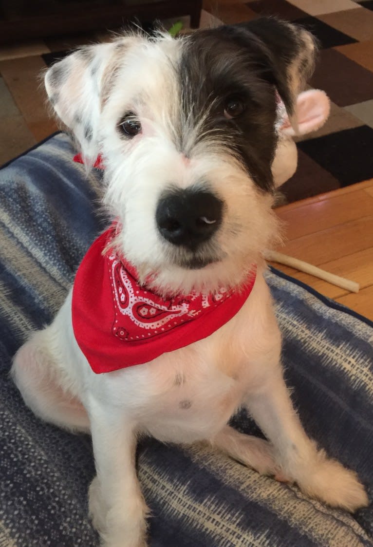 Ratchet, a Miniature Schnauzer and American Pit Bull Terrier mix tested with EmbarkVet.com