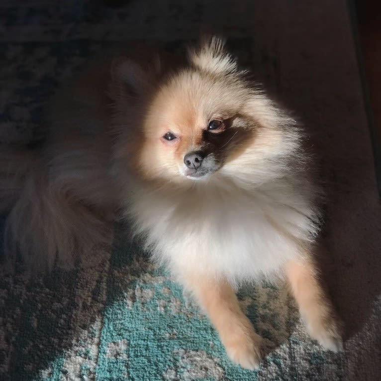 Rory, a Pomeranian tested with EmbarkVet.com
