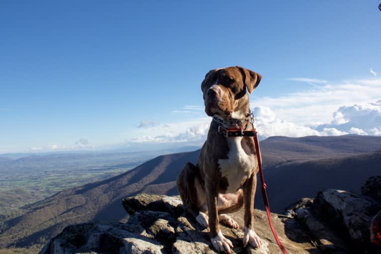 Kingston, an American Bulldog and Perro de Presa Canario mix tested with EmbarkVet.com