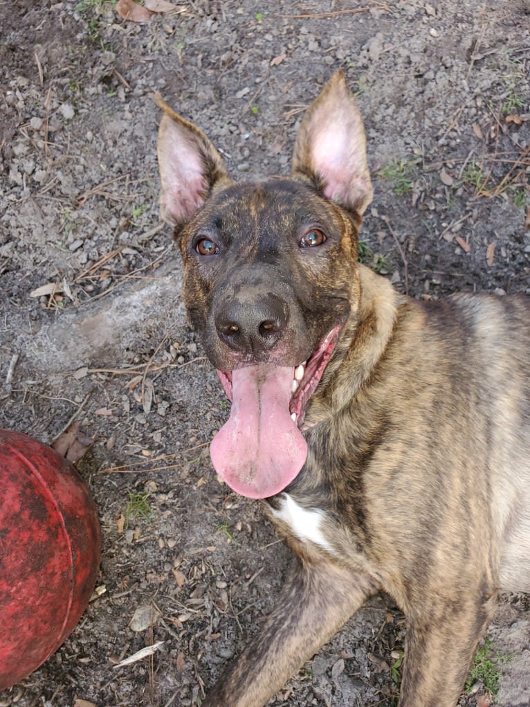 YOGI, a German Shepherd Dog and American Pit Bull Terrier mix tested with EmbarkVet.com