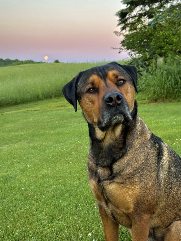 Lenny, a Rottweiler and American Pit Bull Terrier mix tested with EmbarkVet.com