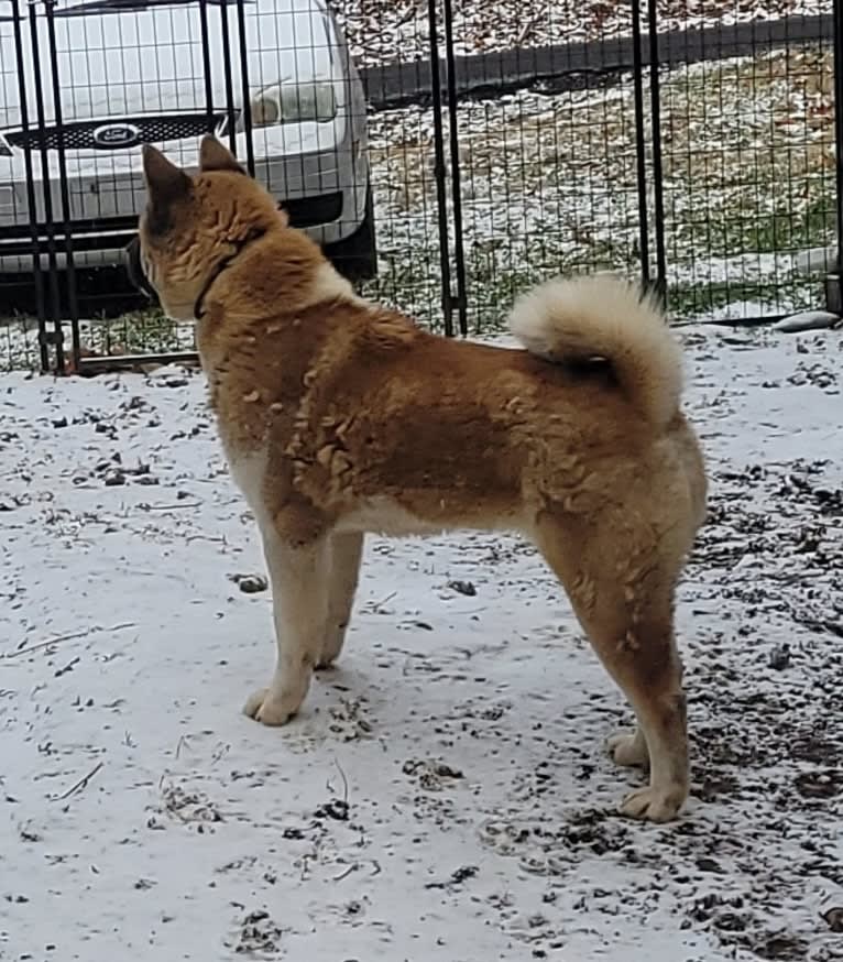 Geena, an Akita tested with EmbarkVet.com