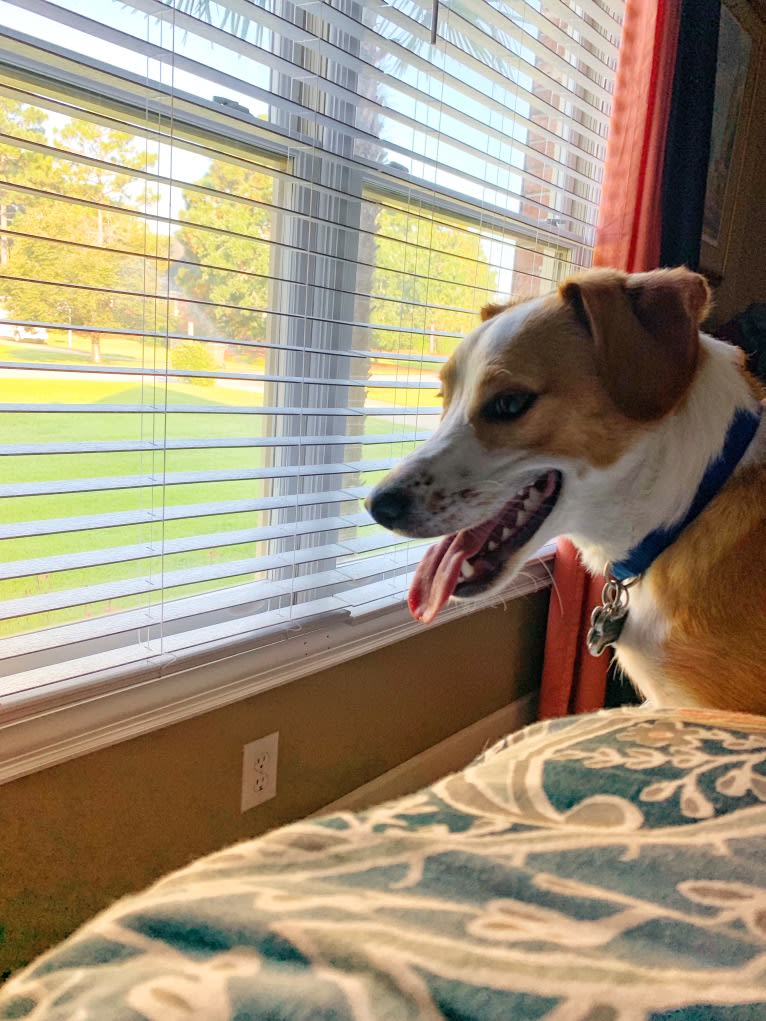 Langston Hughes, a Beagle and Australian Shepherd mix tested with EmbarkVet.com