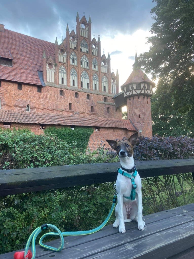 Dice, a Whippet and Border Collie mix tested with EmbarkVet.com