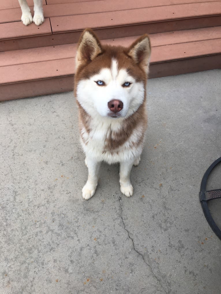 Buck, a Siberian Husky tested with EmbarkVet.com