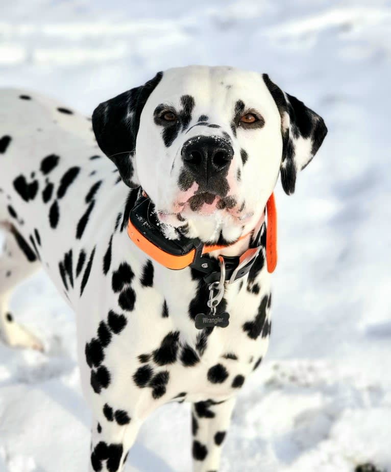 Wrangler, a Dalmatian tested with EmbarkVet.com