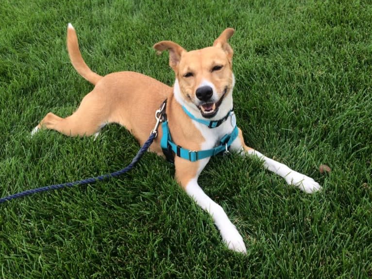 Boca, an American Village Dog and American Staffordshire Terrier mix tested with EmbarkVet.com