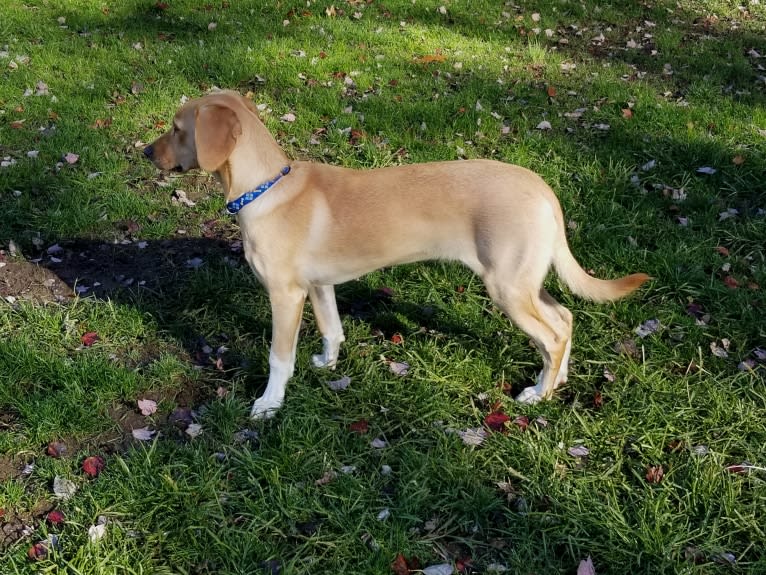 Neddy, a Miniature Schnauzer and Labrador Retriever mix tested with EmbarkVet.com