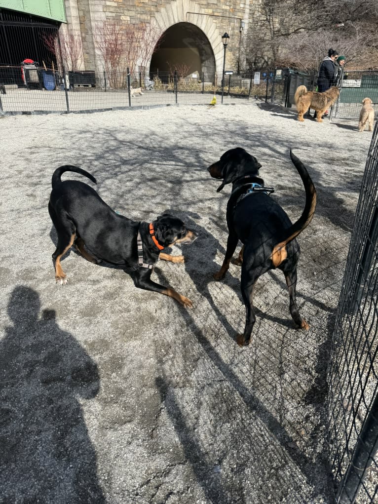 Andy, a Treeing Walker Coonhound and Redbone Coonhound mix tested with EmbarkVet.com