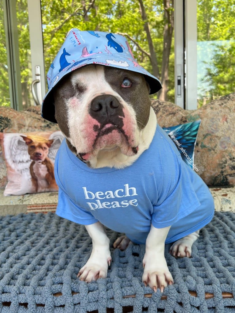 Rhino, an American Bully and Bulldog mix tested with EmbarkVet.com