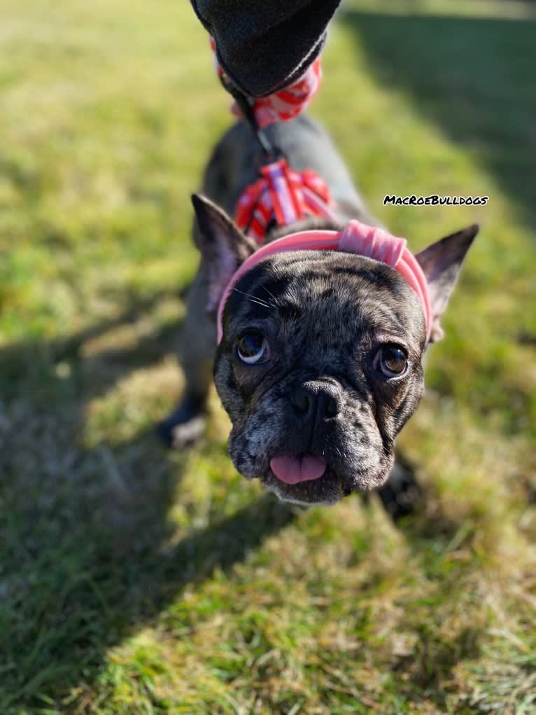 Pink Lady, a French Bulldog tested with EmbarkVet.com