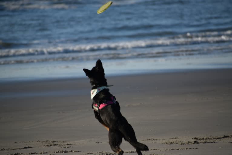 Carmen, a German Shepherd Dog tested with EmbarkVet.com