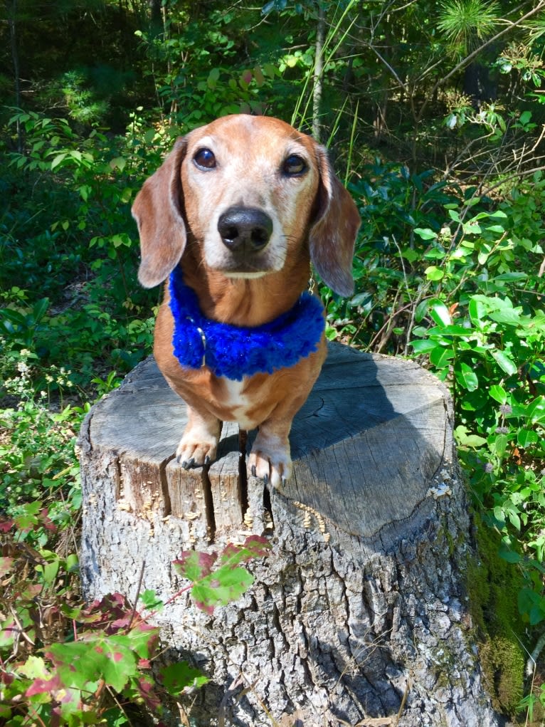 Jacob Levi, a Dachshund tested with EmbarkVet.com