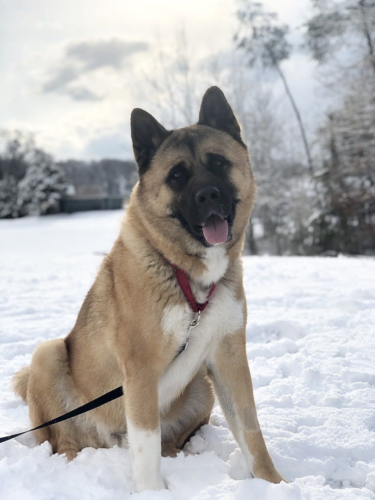 Rocky, an Akita tested with EmbarkVet.com