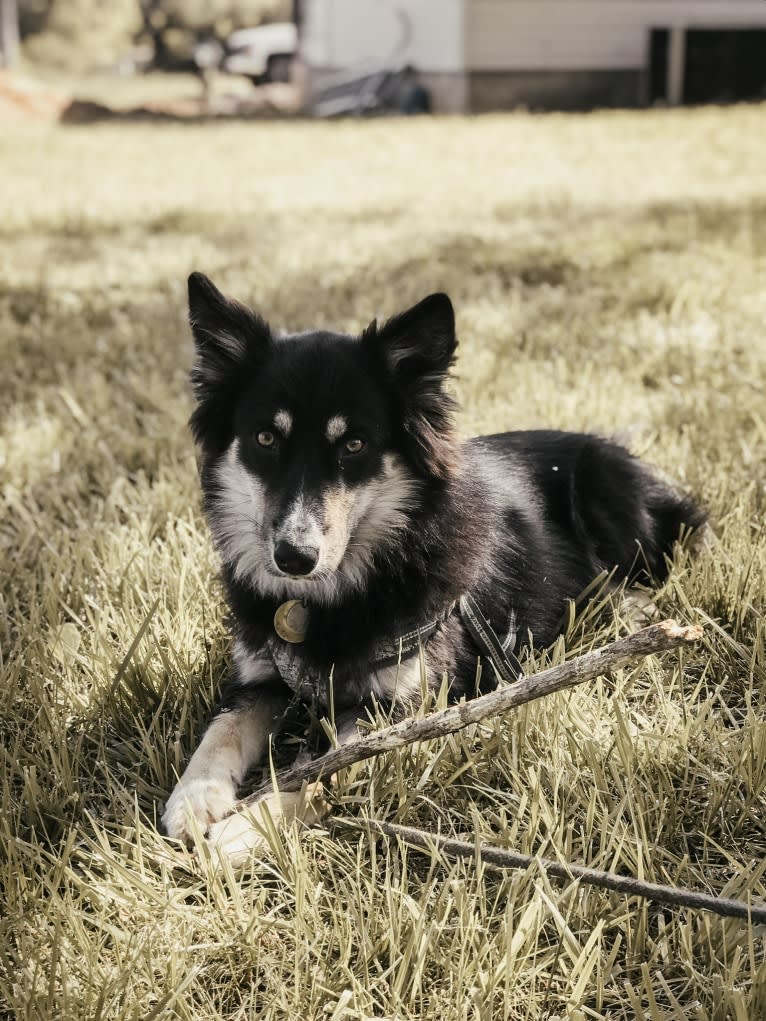 Dixie June Carter, an Australian Cattle Dog and Siberian Husky mix tested with EmbarkVet.com