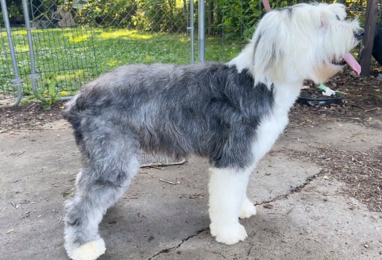 Maggie, an Old English Sheepdog tested with EmbarkVet.com