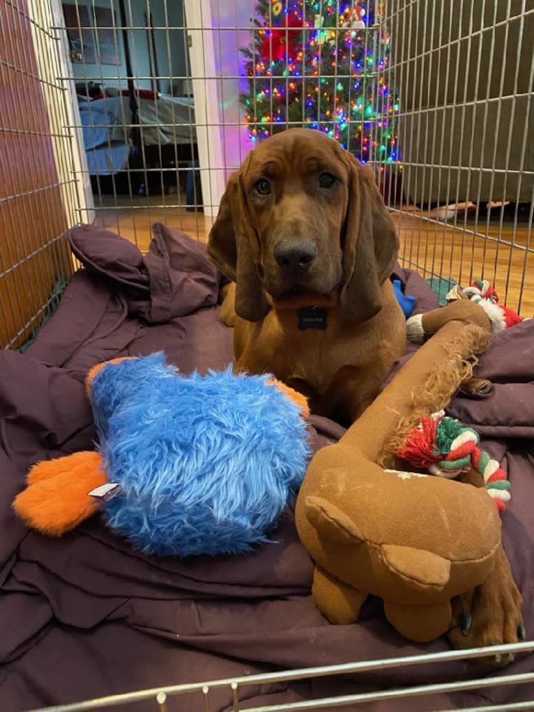 Boone, a Redbone Coonhound tested with EmbarkVet.com