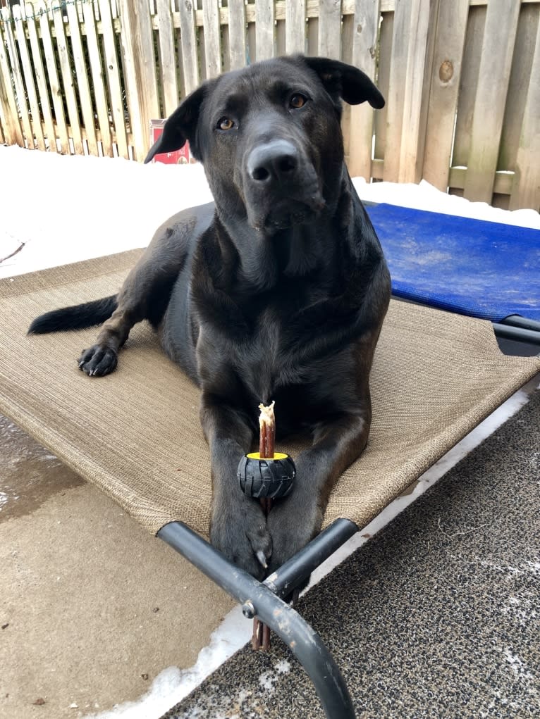 Reggie, a German Shepherd Dog and Chinese Shar-Pei mix tested with EmbarkVet.com