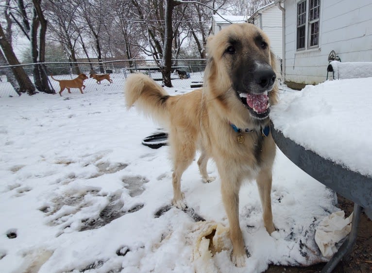 Khaz, a Great Pyrenees and Doberman Pinscher mix tested with EmbarkVet.com