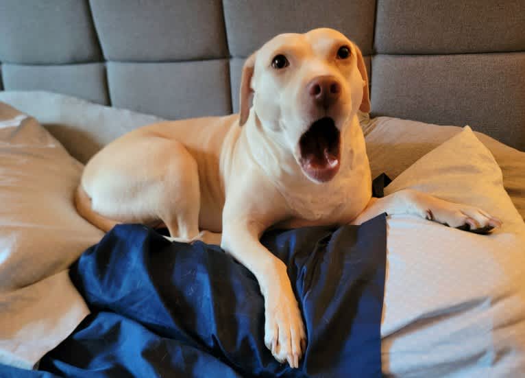 Willa, an American Pit Bull Terrier and American Staffordshire Terrier mix tested with EmbarkVet.com