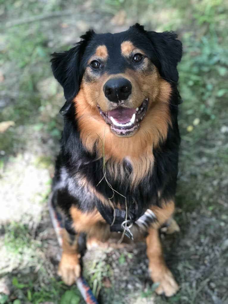 Louie, an English Shepherd tested with EmbarkVet.com