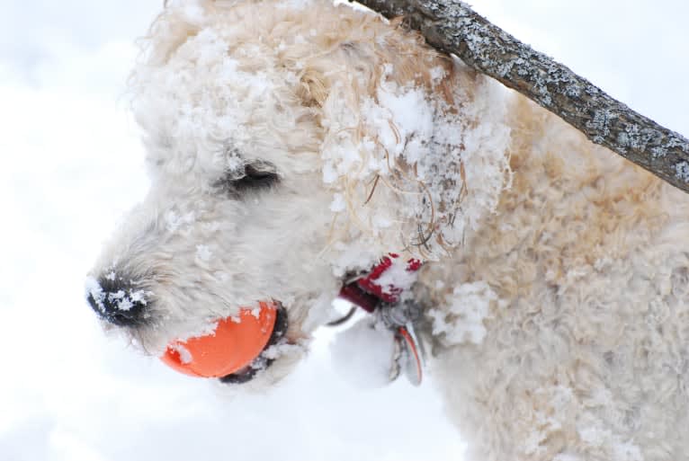 Fig, a Soft Coated Wheaten Terrier and Miniature Schnauzer mix tested with EmbarkVet.com