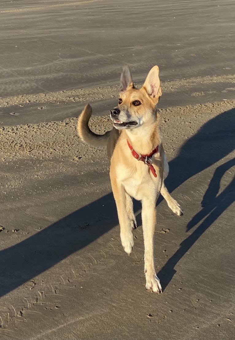 Jovie, a German Shepherd Dog and Bullmastiff mix tested with EmbarkVet.com