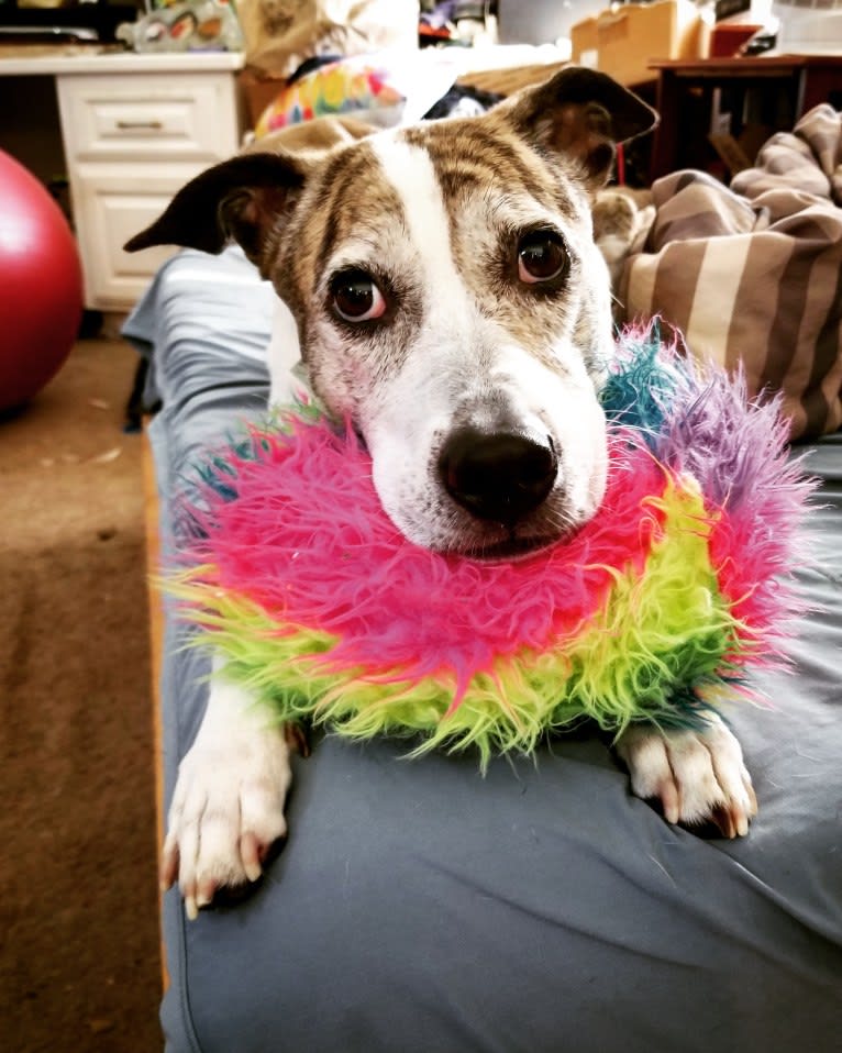 Maeby, an American Pit Bull Terrier and Chow Chow mix tested with EmbarkVet.com