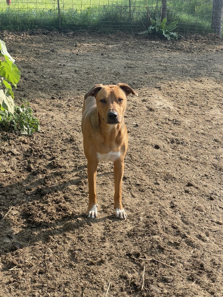 Winston, an Australian Cattle Dog and Border Collie mix tested with EmbarkVet.com