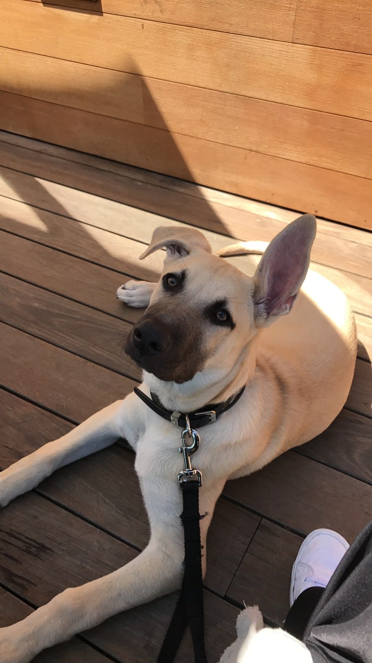 Galileo, an American Bully and German Shepherd Dog mix tested with EmbarkVet.com